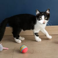 BRIOCHE, chatte à adopter