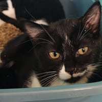 SORAY, chatte à adopter