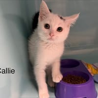 CALLIE, chatte à adopter