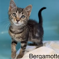 Bergamotte, chatte à adopter