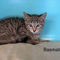 Basmati, chat à adopter