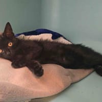 HORUS, chat à adopter