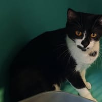 CHATMAILLE, chatte à adopter