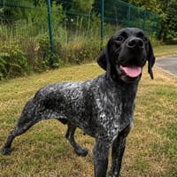 Patch, chien à adopter