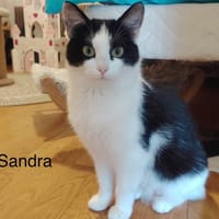 SANDRA, chatte à adopter