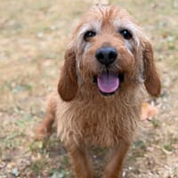 Jackpot CAA15807, chien à adopter