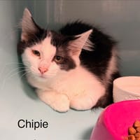 Chipie, chatte à adopter