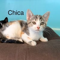 Chica, chatte à adopter