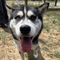 alto, chien à adopter