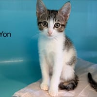 Yon, chat à adopter