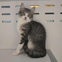 Filou, chat à adopter