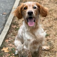Pitou CAA15799, chien à adopter