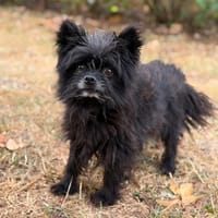 Nets CAA15811, chien à adopter