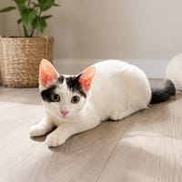 ROMULUS, chatte à adopter