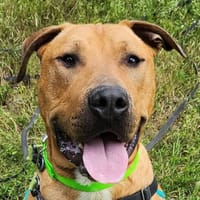 RIO, chien à adopter