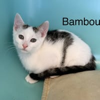 Bambou, chat à adopter