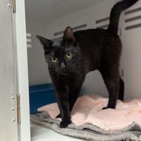 Pimprenelle, chatte à adopter