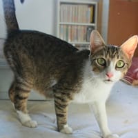 BELINE, chatte à adopter