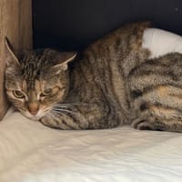 Haku CAB6021, chat à adopter