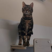 TIGER, chat à adopter