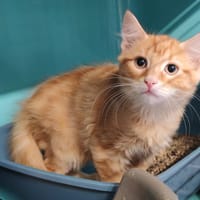 LOPEZ, chat à adopter