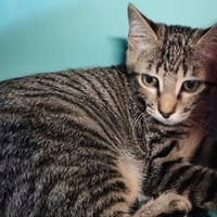 GOUDA, chatte à adopter
