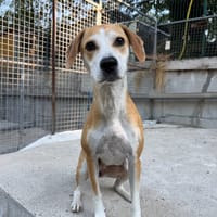 PINK, chienne à adopter