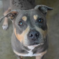 Paroh Nekoh, chien à adopter