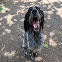 SIRIUS, chien à adopter