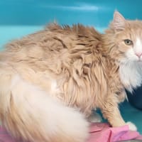 JAZZ, chat à adopter