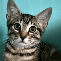 Oggy, chat à adopter