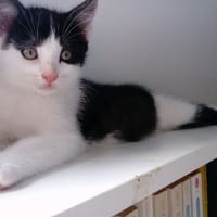 BRETZEL, chat à adopter