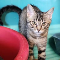 KIRI, chat à adopter