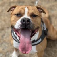 PACO, chien à adopter
