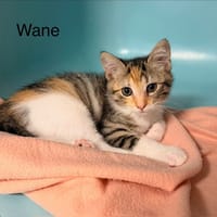 Wane, chatte à adopter