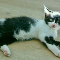 BANANA, chatte à adopter