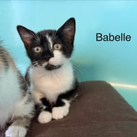 Babette, chatte à adopter