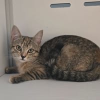 Corail, chatte à adopter