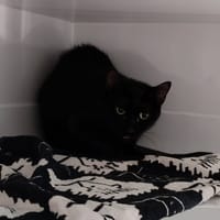 LOR, chatte à adopter