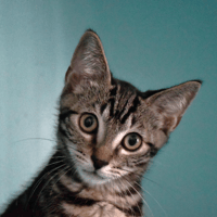 Danny, chat à adopter