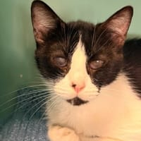 Drayko CAB5966, chat à adopter