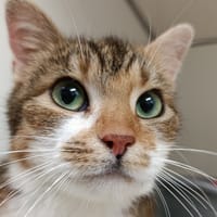 BRIA, chatte à adopter