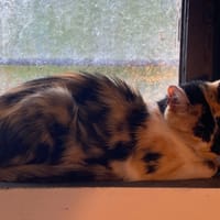Bellatrix, chatte à adopter