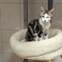 BASTIEN A17490, chat à adopter