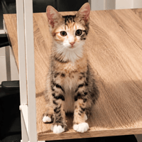 Baika [Chaton], chatte à adopter