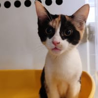 PANDA, chat à adopter