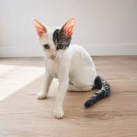 REMUS, chatte à adopter