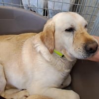 SASHA, chien à adopter