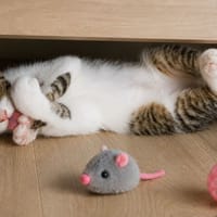 BEIGNET, chat à adopter