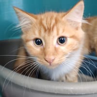 HARPER, chat à adopter